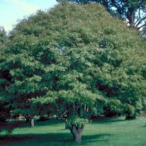 thumbnail for publication: Acer cissifolium: Ivy-Leaf Maple